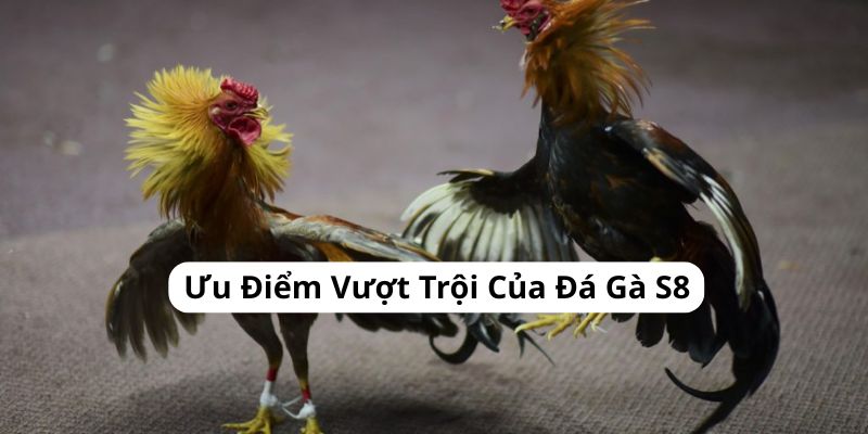 uu-diem-vuot-troi-da-ga-s8